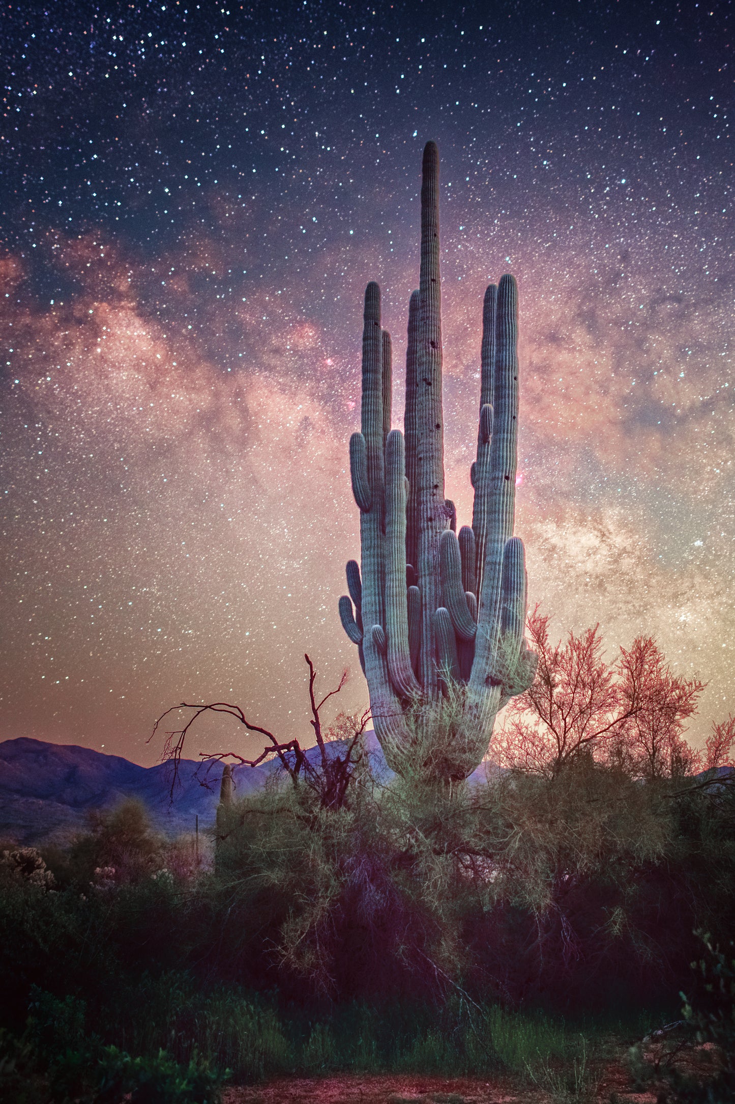 Grandfather Saguaro