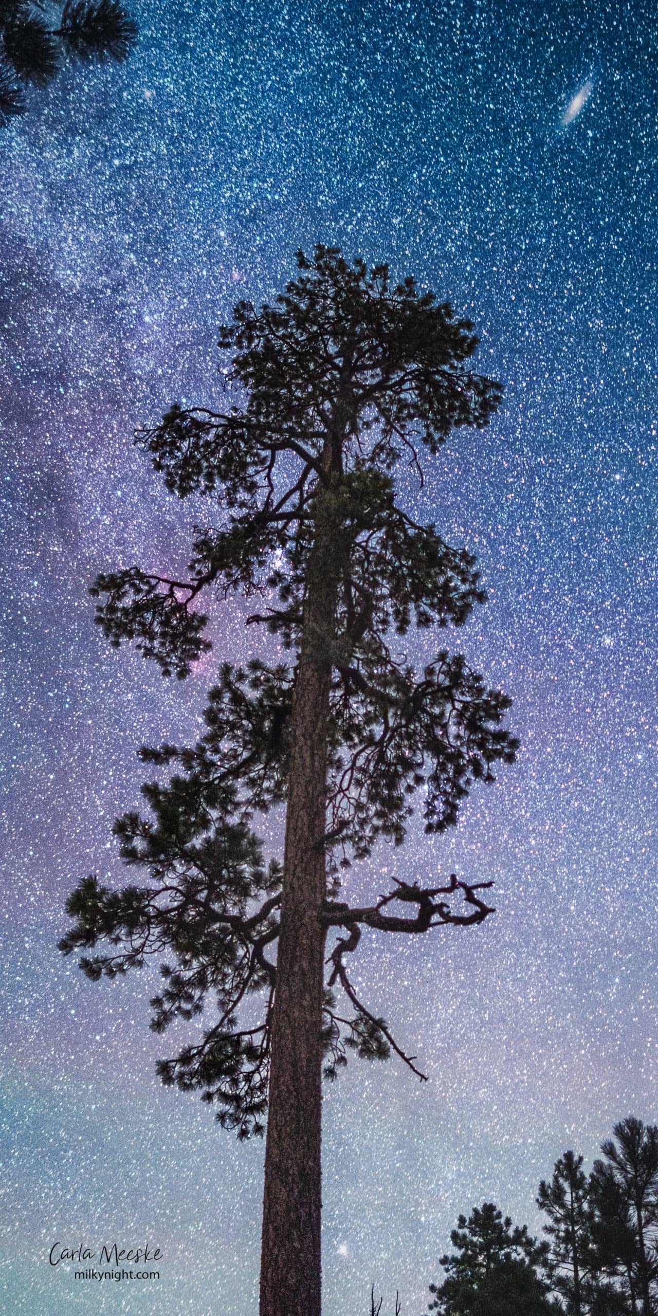 Ponderosa Sky