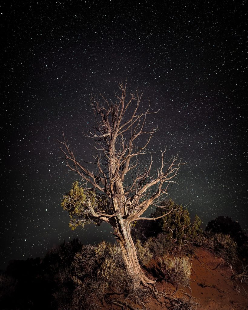 old cedar tree in the starlight, Arizona