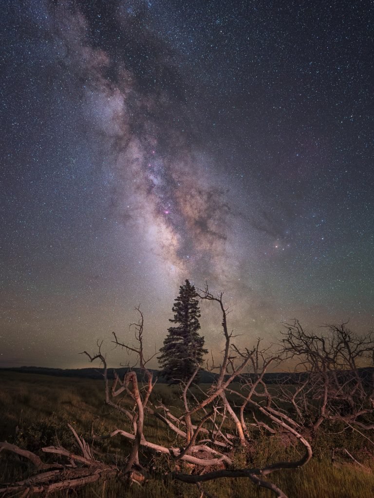 Tree skeleton frames a fir tree and the Milky Way