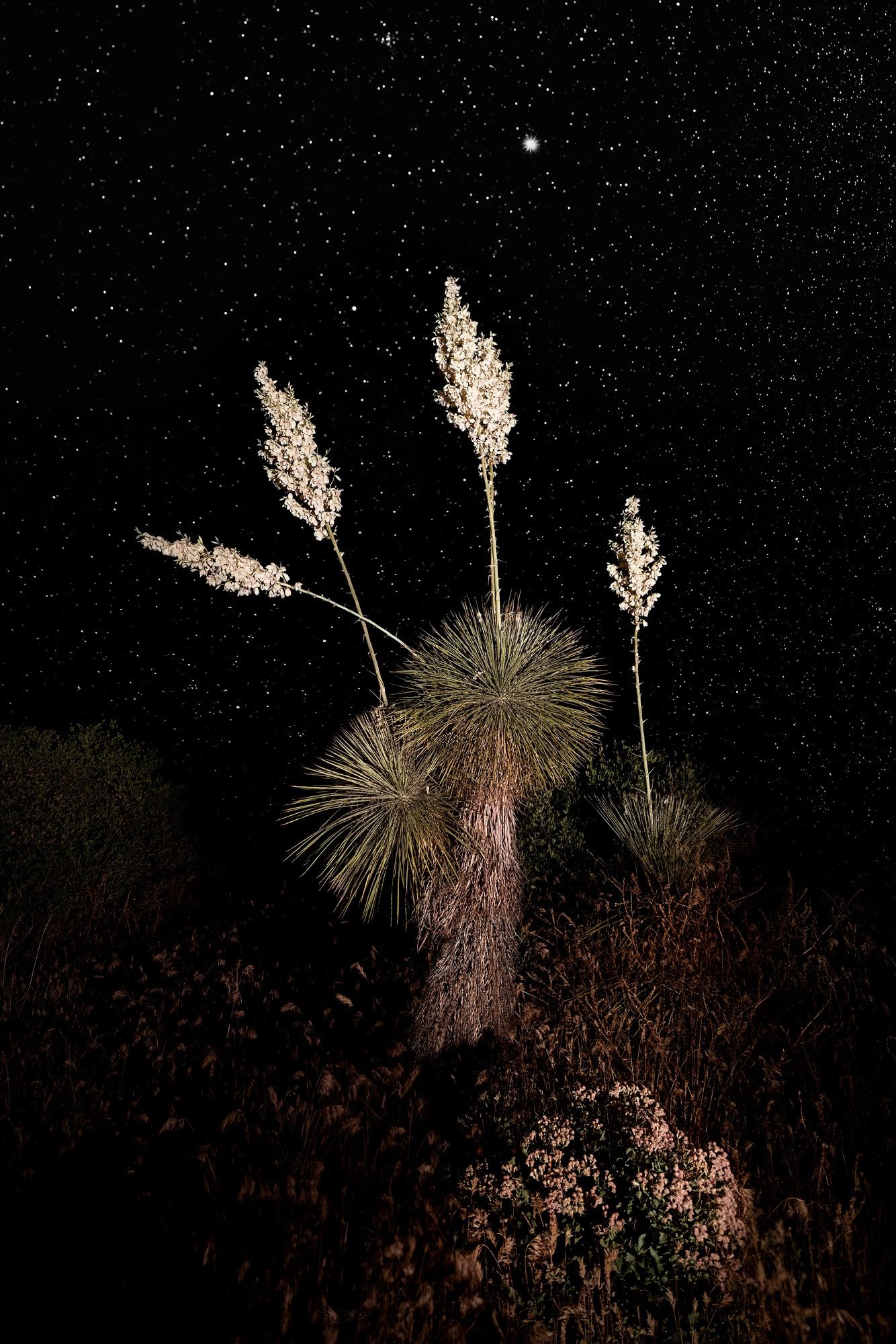 Yucca Elata at night in the Sonoran Desert