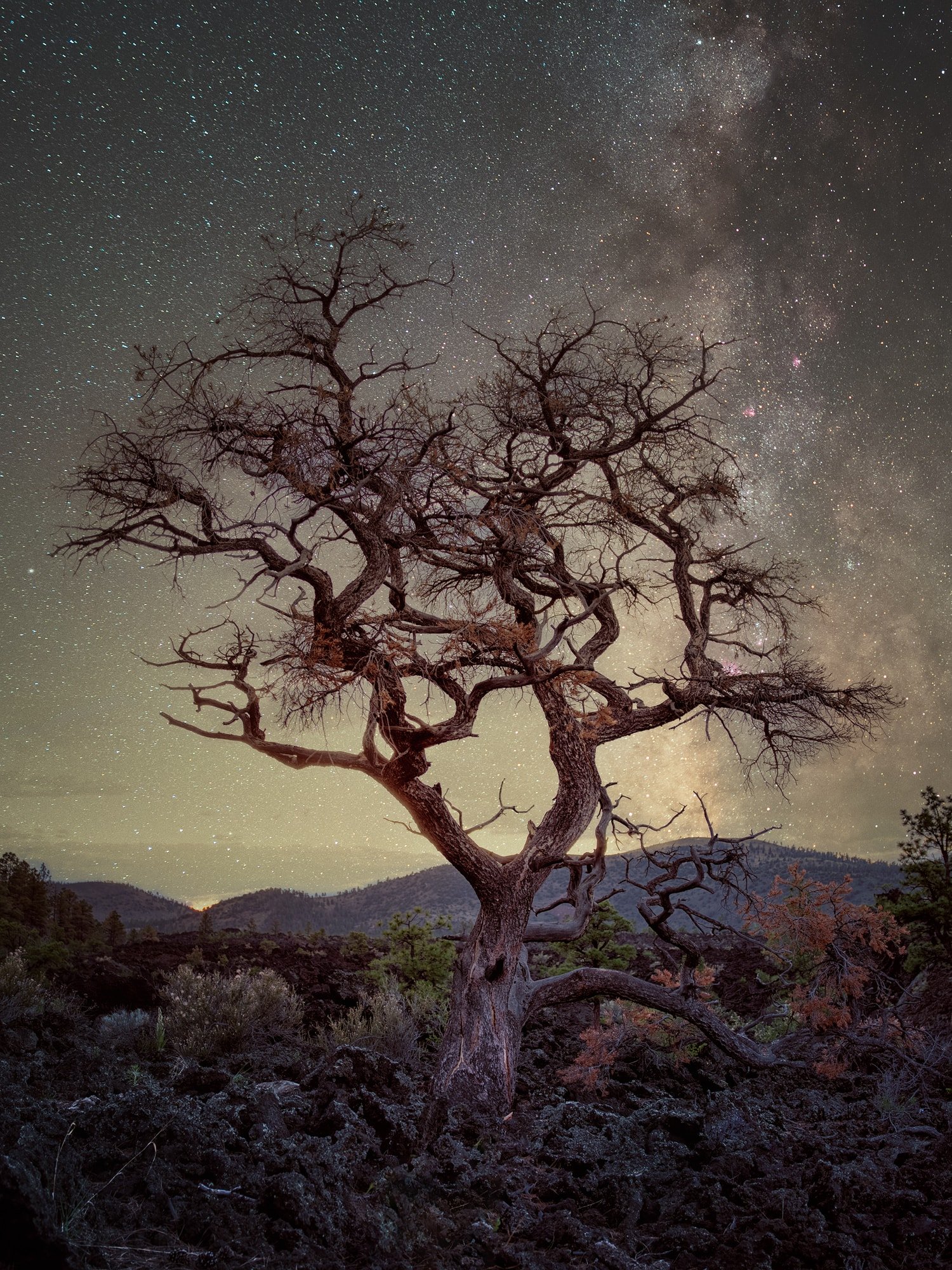 Ghostly old oak tree with lava and stars at Sunset Crater, Arizona