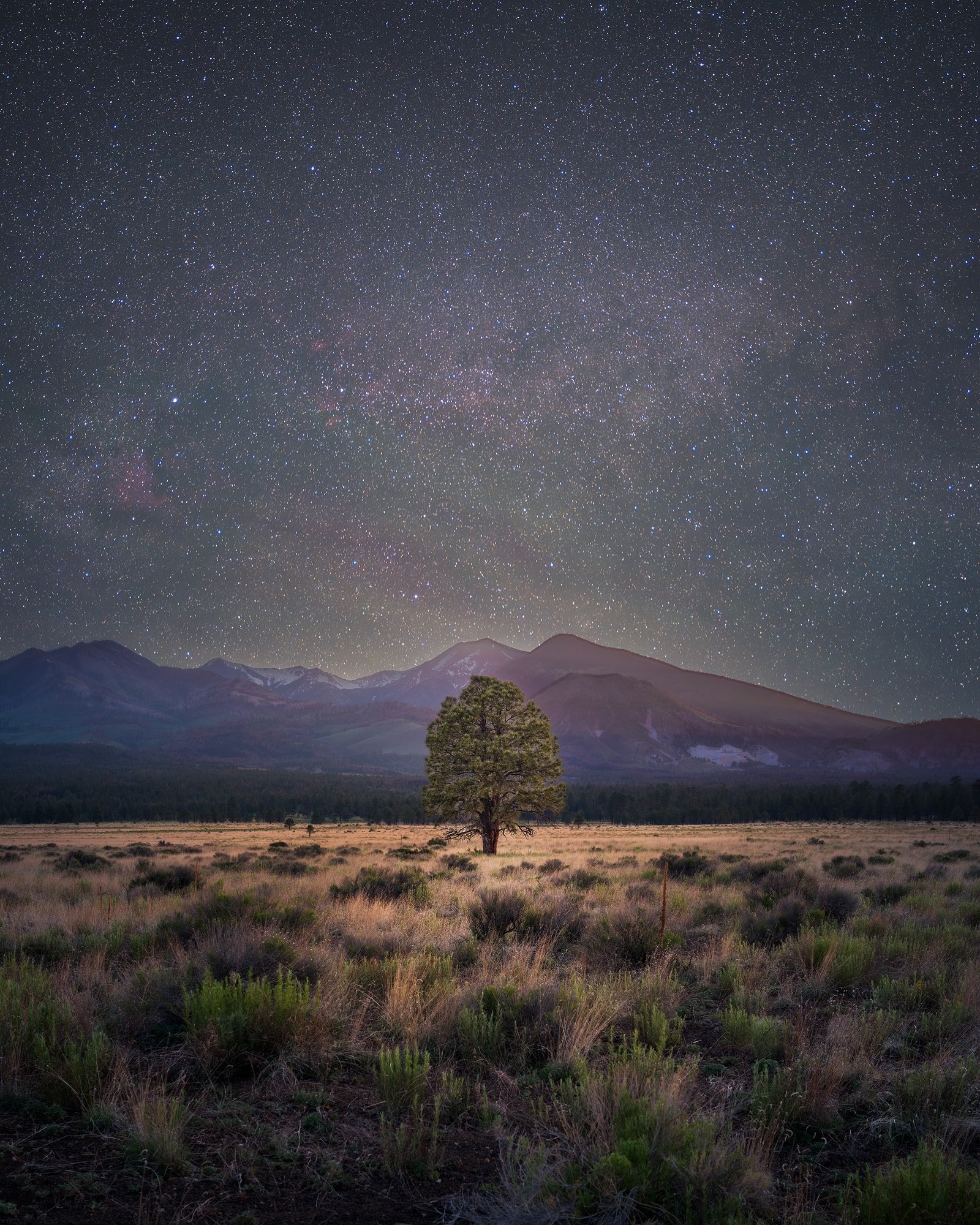 Lone pine tree in front of San Francisco peaks at night in Flagstaff AZ