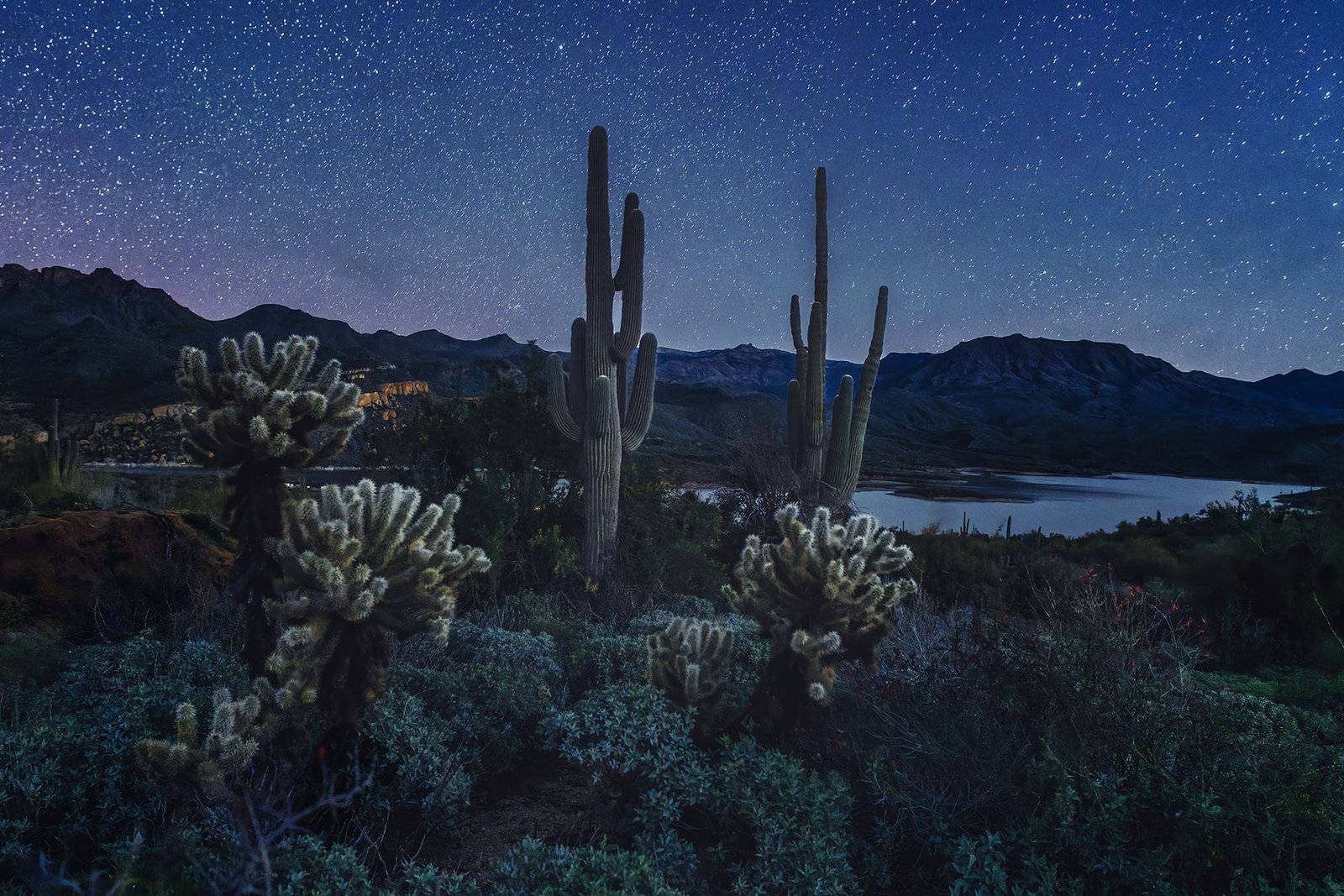 Cactus on Christmas Night at Bartlett Lake Arizona