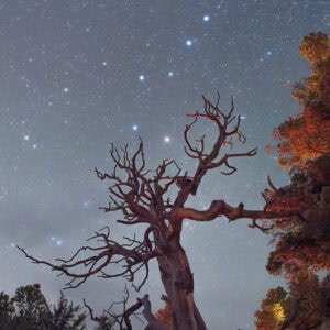 Night sky photograph of a silhouetted tree reaching towards the Big Dipper constellation at Grand Canyon North Rim.