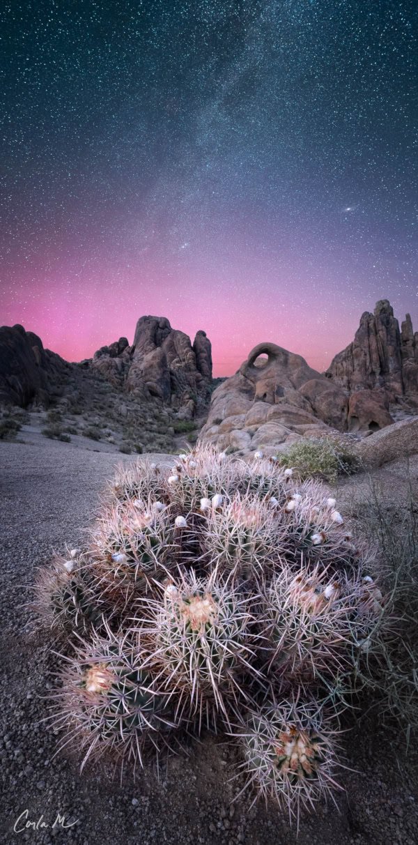 Rare aurora borealis night sky photograph over Alabama Hills, California, with a barrel cactus