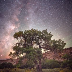 Cottonwood tree under the Milky Way in Utah's Staircase-Escalante National Monument.
