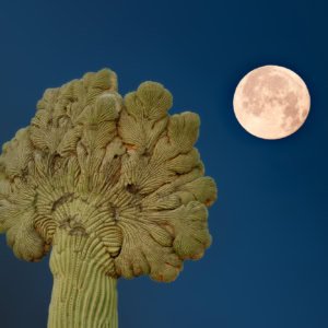 Clean night photograph of a the top of a crested saguaro cactus beside a full moon.