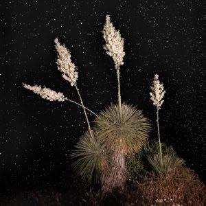 Night photography of bright white yucca flowers against a starry sky in Arizona's Tonto National Forest.