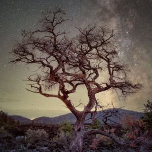 Night photography of a bare oak tree's silhouette under the Milky Way in Arizona's Sunset Crater National Monument.