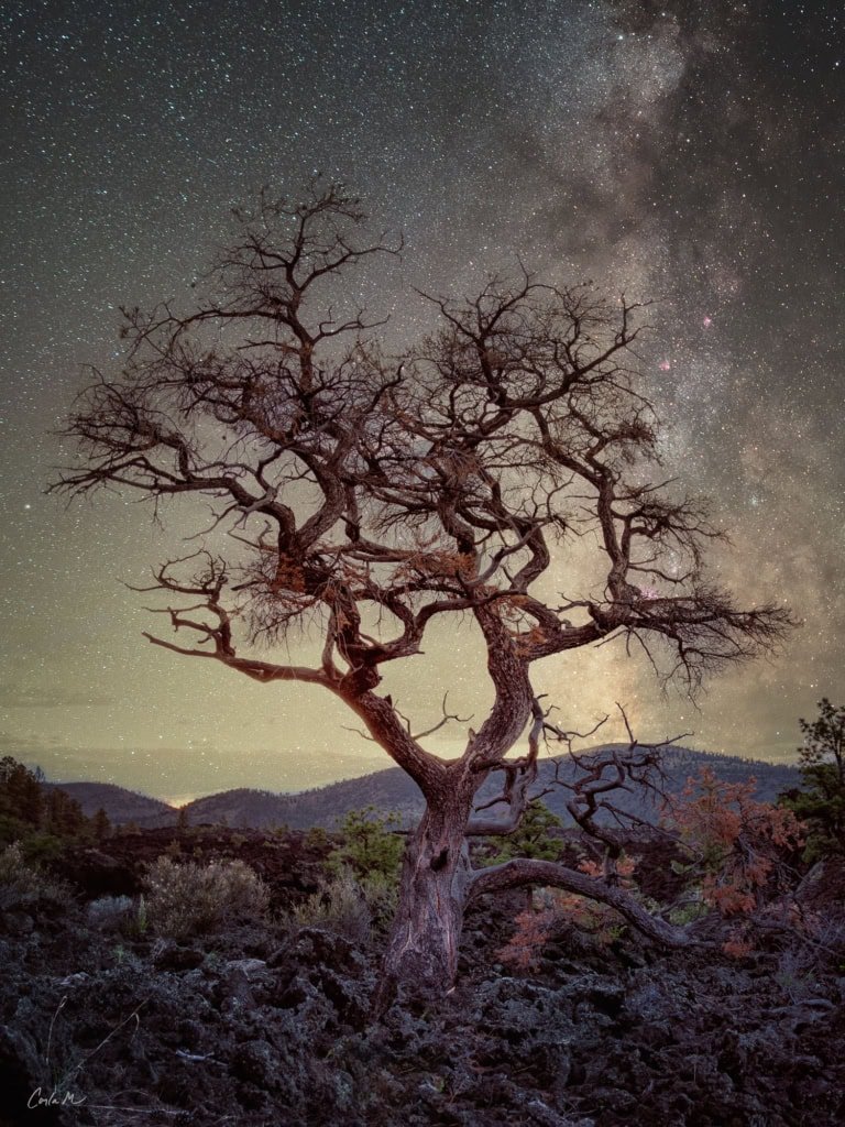 Ghost Oak Night photography of a bare oak tree's silhouette under the Milky Way in Arizona's Sunset Crater National Monument.
