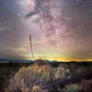 Night photograph of green yuccas in black lava fields with distant city lights near Socorro, New Mexico.