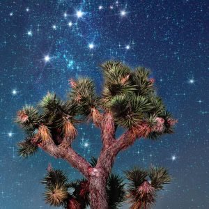 A lone Joshua tree under a brilliant starry sky at Joshua Tree National Park.