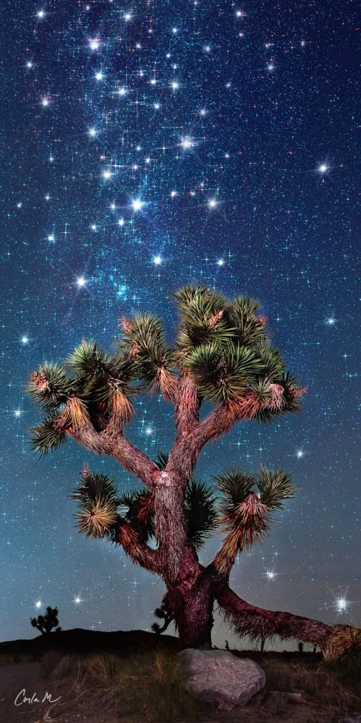 A lone Joshua tree under a brilliant starry sky at Joshua Tree National Park.