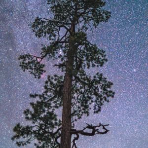 Night photograph of the Andromeda Galaxy over a towering Ponderosa Pine tree in Greer, Arizona.