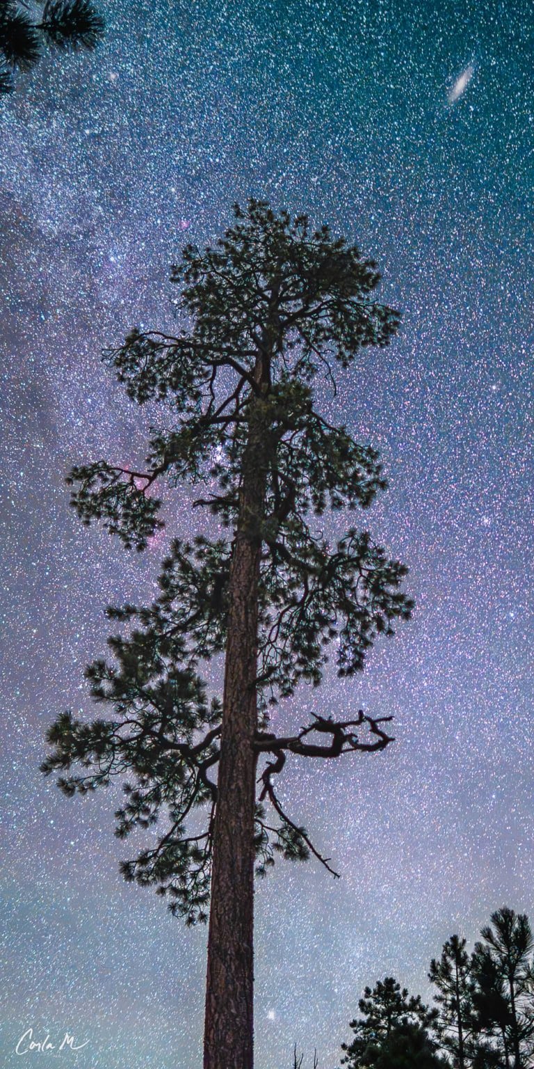 Night photograph of the Andromeda Galaxy over a towering Ponderosa Pine tree in Greer, Arizona.
