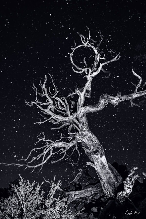 Fine art black and white print, Sacred Circle, showing a gnarled dead tree against a stunning, star-filled night sky.