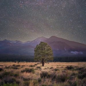 Night photograph of a lone Ponderosa Pine with the San Francisco Peaks and a starry sky.