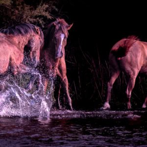 Wild horses kicking up water in the Salt River during a dominance display.