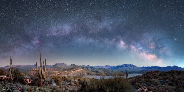 Bartlett Starlight