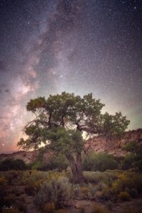 Cottonwood Cottonwood
