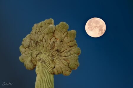 Crested Moon