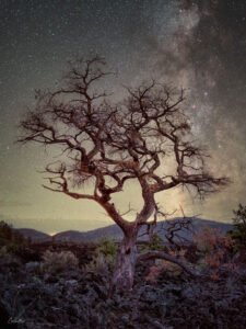 Night photography of a bare oak tree's silhouette under the Milky Way in Arizona's Sunset Crater National Monument.