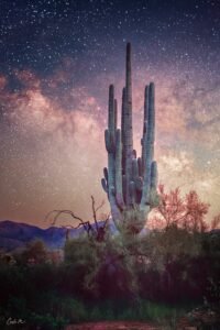 Grandfather Saguaro