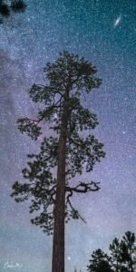 Ponderosa Sky