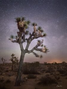 Silent Light